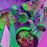 Rinen Terraza Mexicano